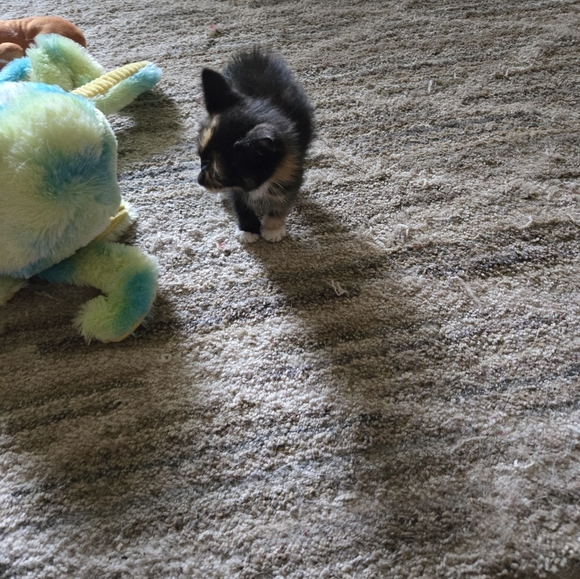 Meet your Posher, Nova - Picture 9 of 11